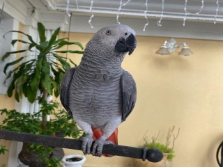 Beautiful Male and Female African Grey Parrots for sale