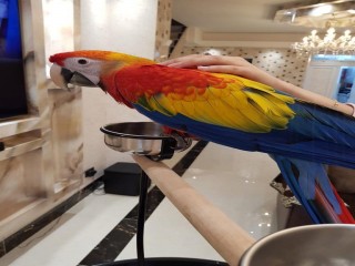 Talking and Singing Scarlet Macaw Parrots for sale