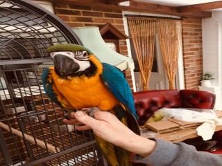 Talking Blue And Gold Macaw parrots