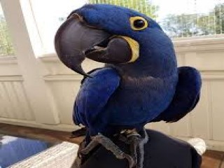 Hyacinth Macaw Parrots Available