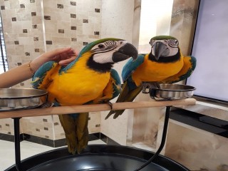 beautiful Talking Blue and Gold Macaw Parrots