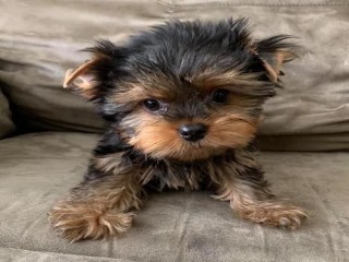AKC registered male and female teacup Yorkie puppies ready for new homes