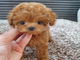 Outgoing Toy Poodle Puppies Available for sale