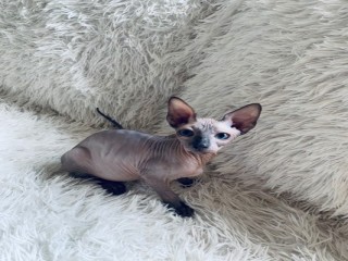 Sphynx and Bengal  kittens available for adoption